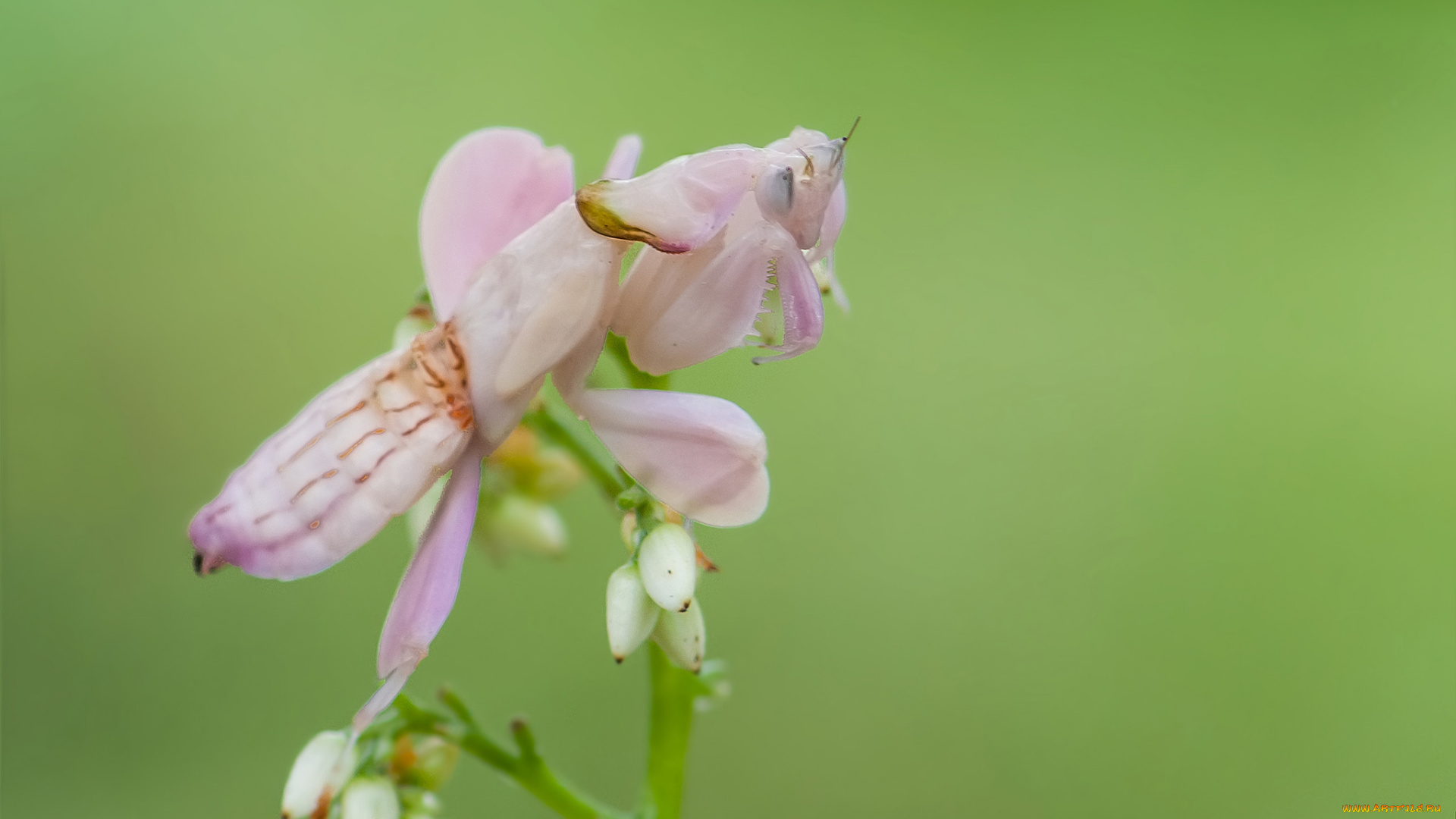 животные, богомолы, макро, розовый, богомол, фон