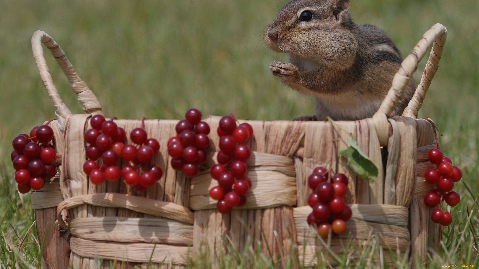 животные, бурундуки, ягоды, корзина, бурундук