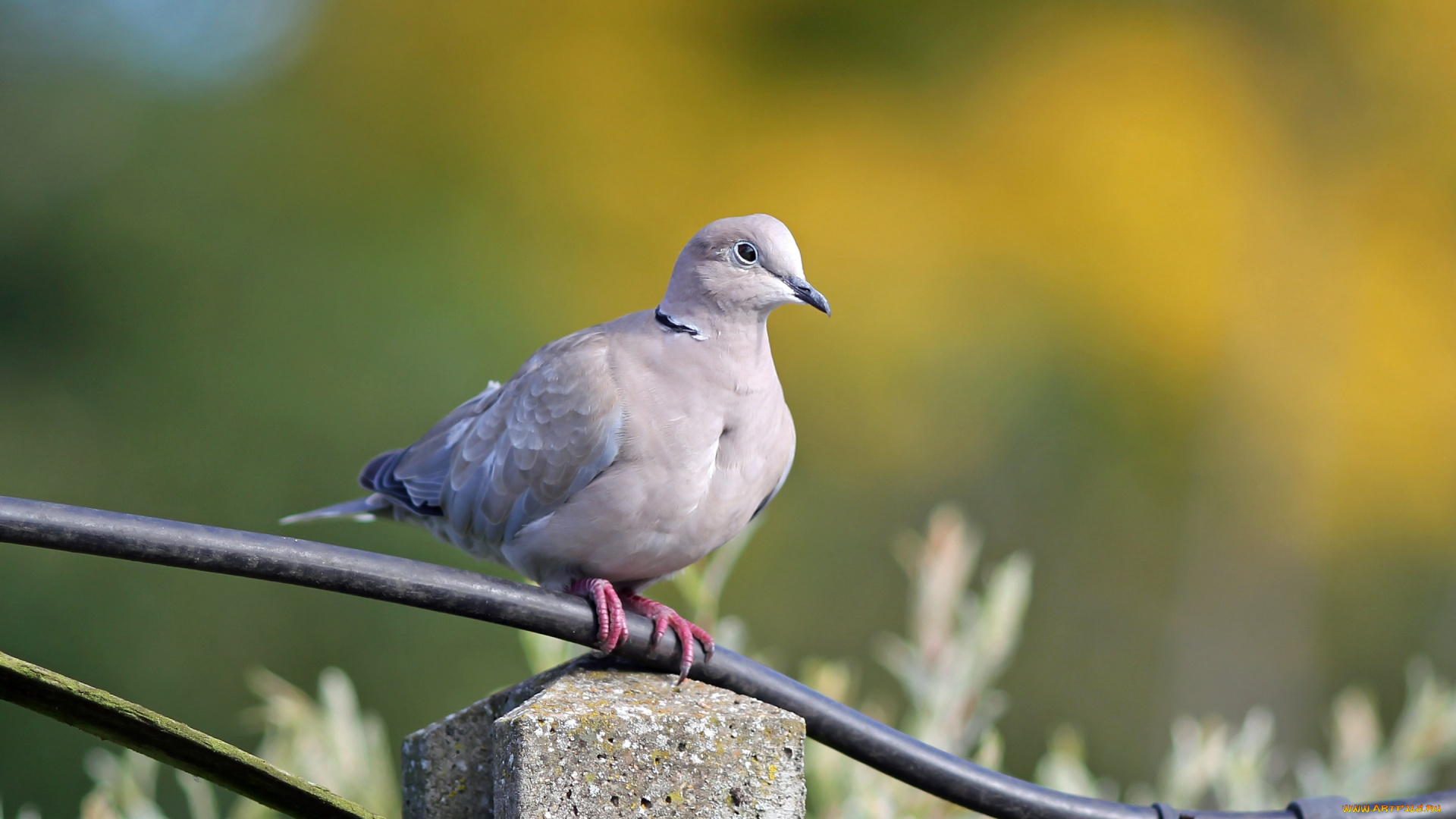 животные, голуби, фон, природа, птица