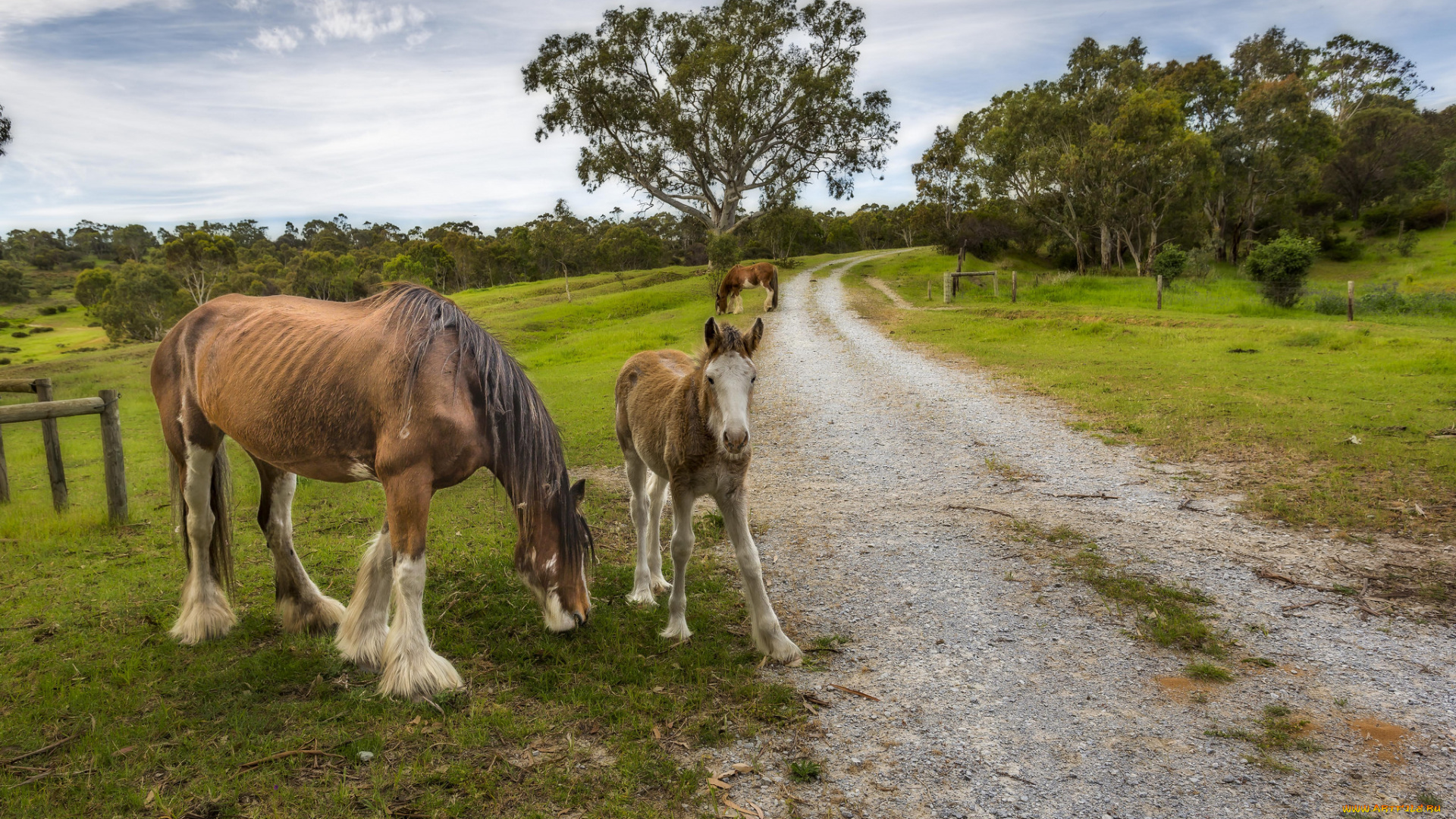 животные, лошади, лошадки