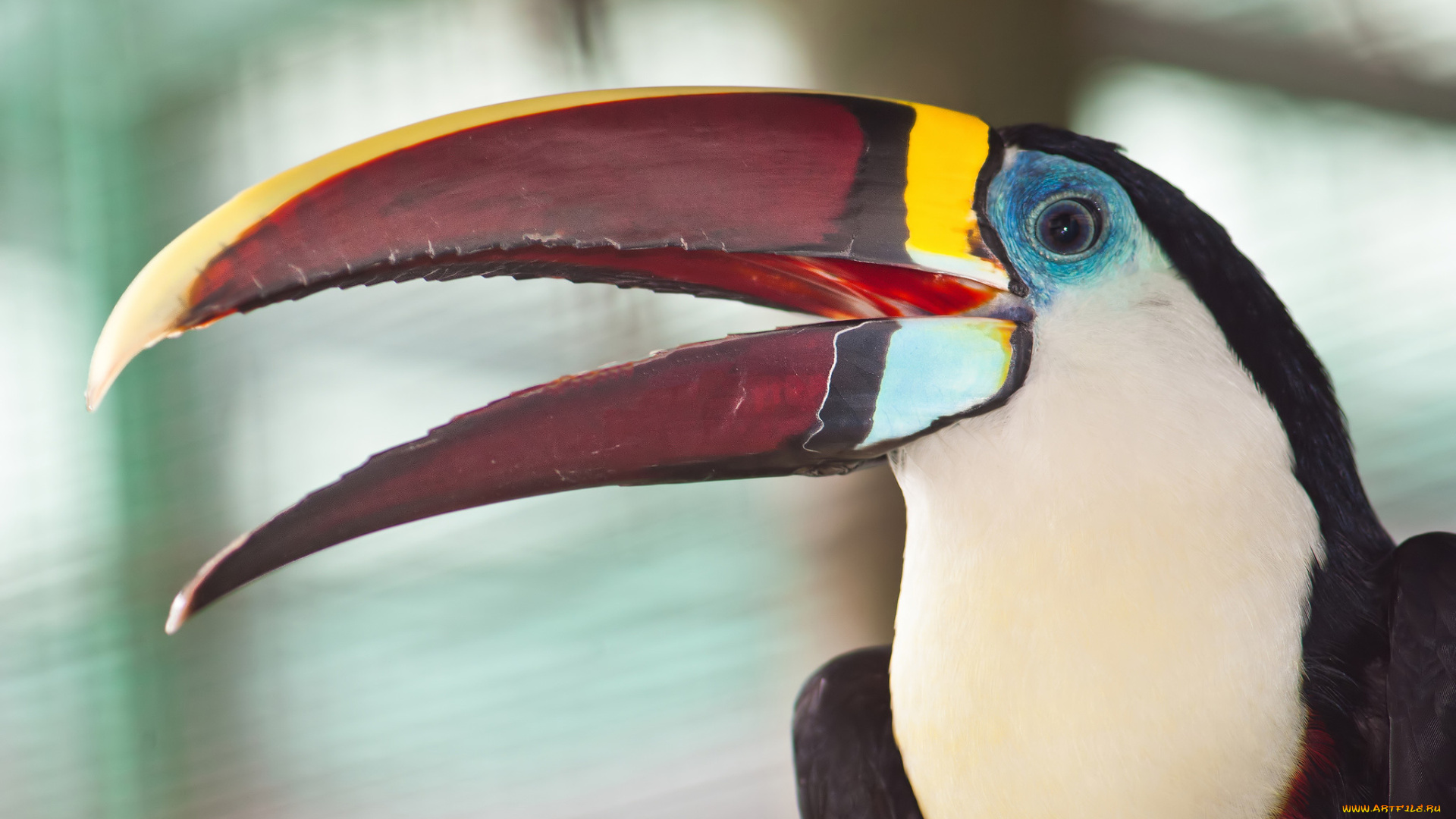 животные, туканы, портрет, птица, клюв, тукан