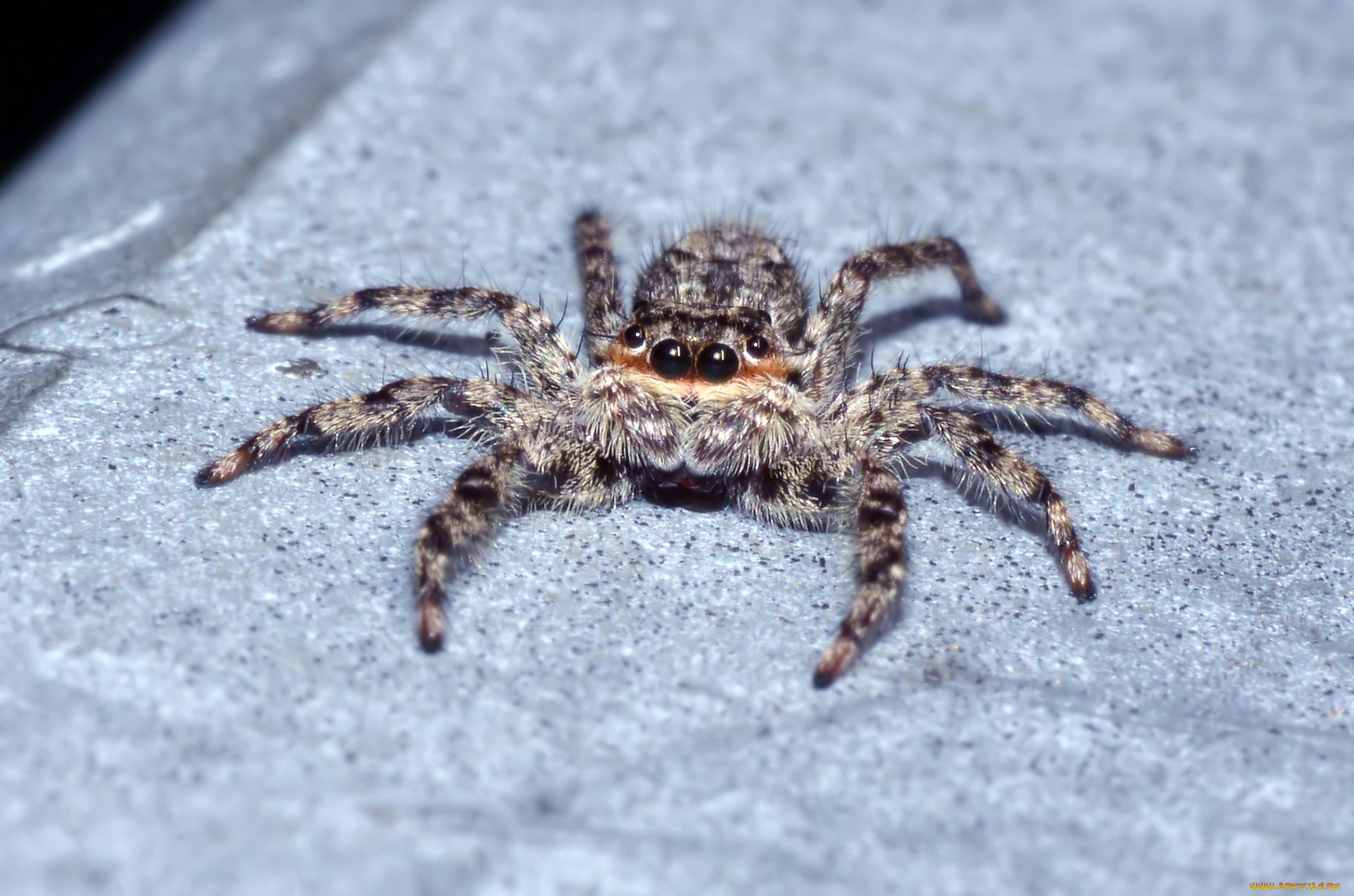 животные, пауки, джампер, лапки, паук