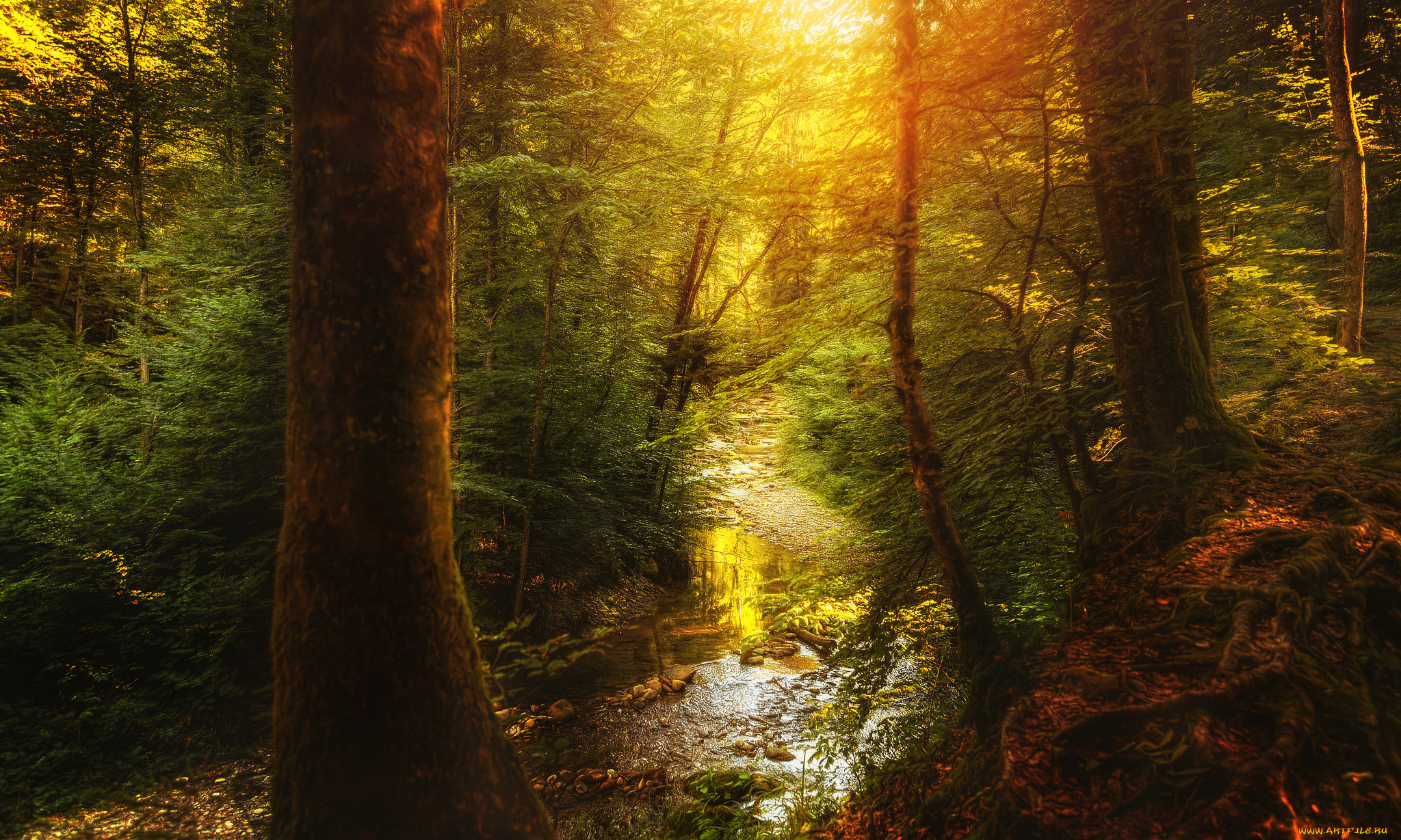 природа, лес, ручей, деревья