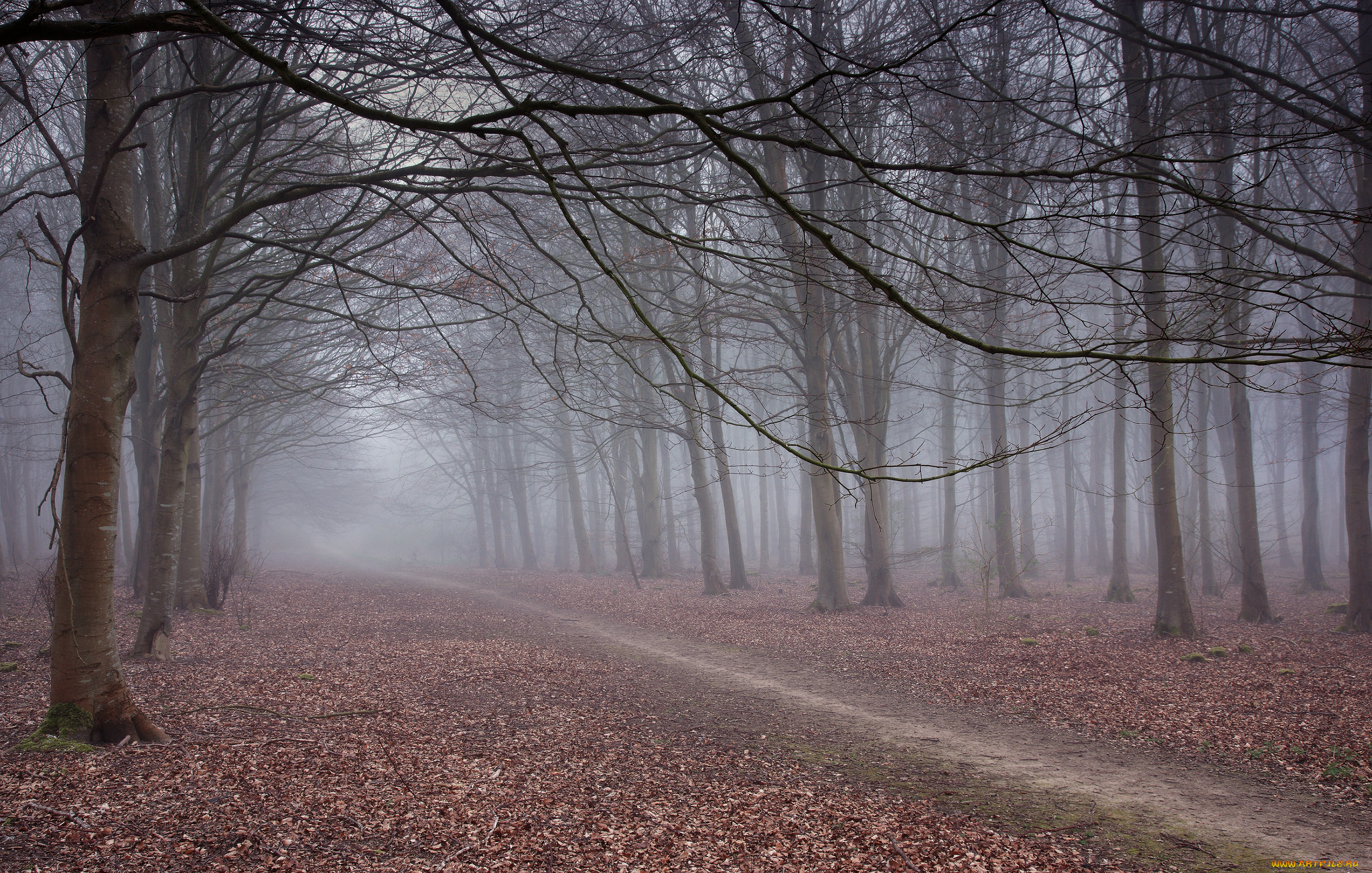 природа, дороги, дорога, лес, утро