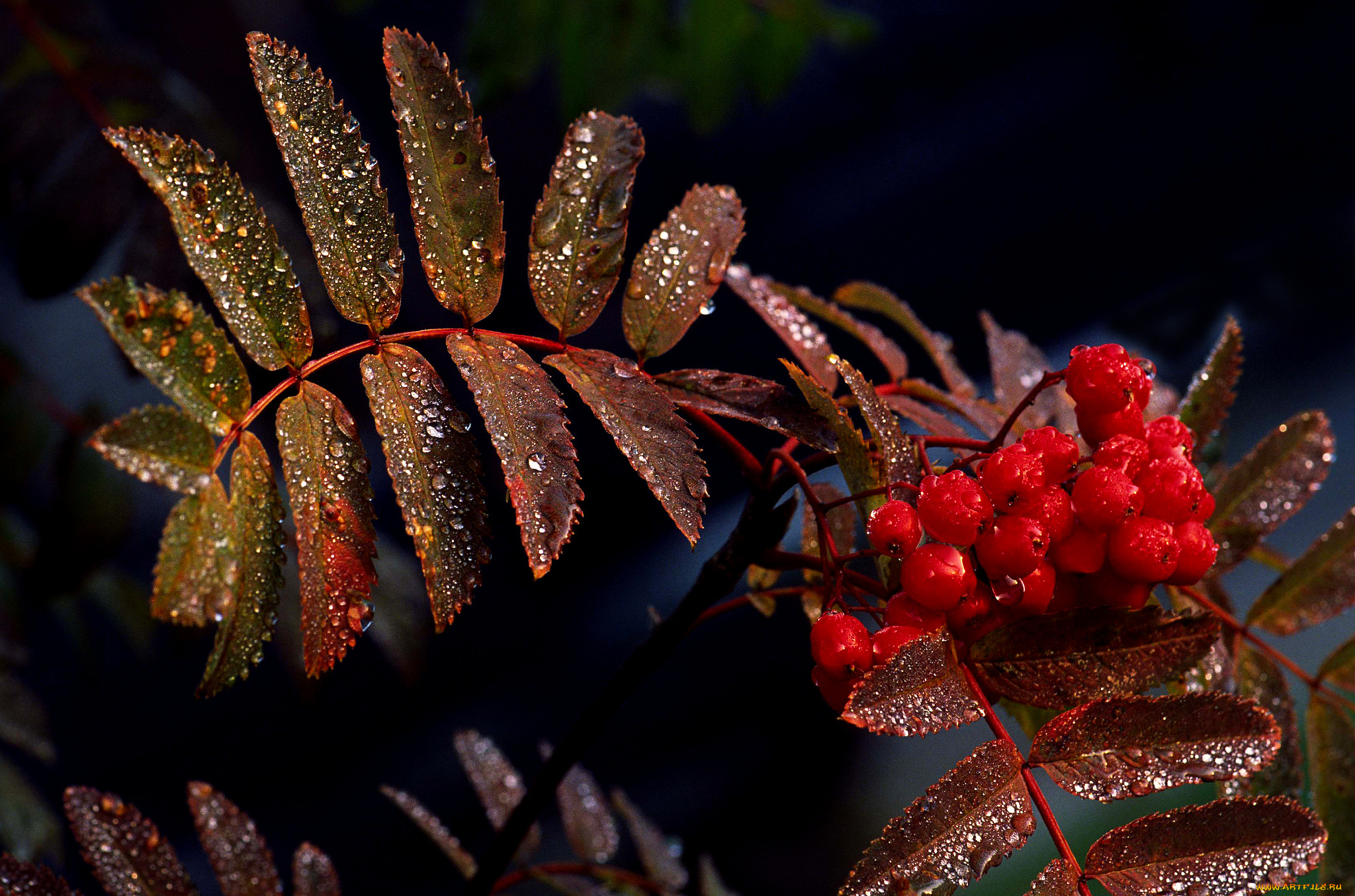 природа, Ягоды, , рябина, рябина