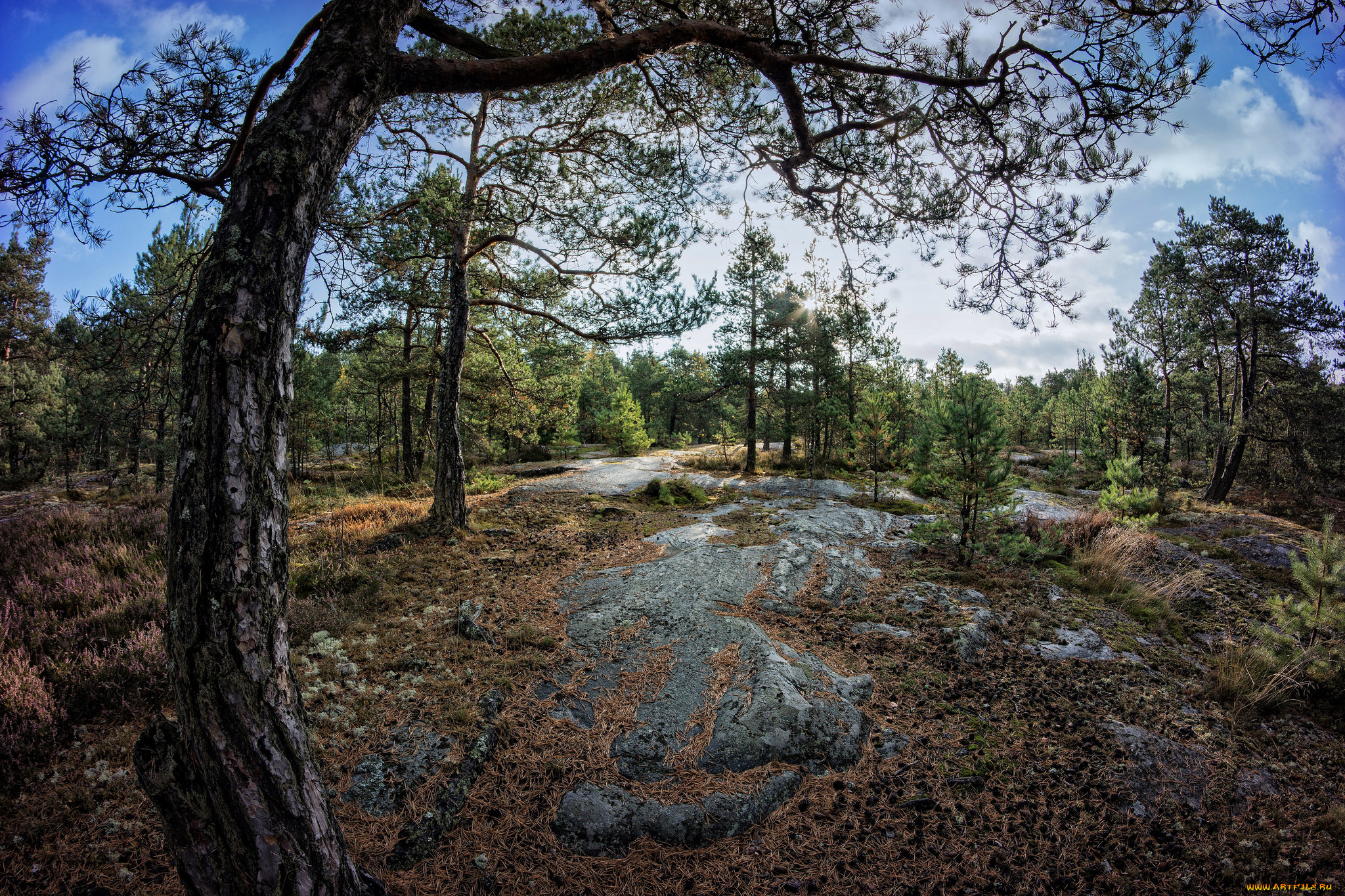 природа, лес, редколесье