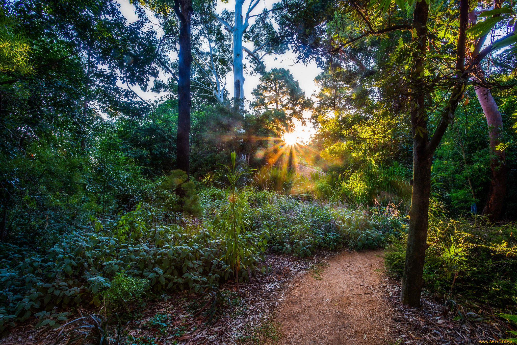 природа, восходы, закаты, рассвет, лес