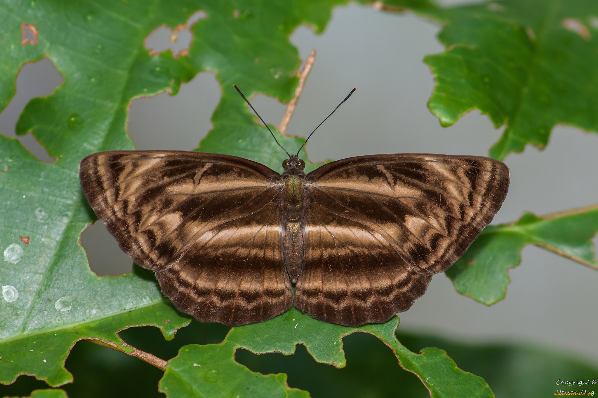 животные, бабочки, , мотыльки, , моли, усики, крылья, бабочка, макро, фон