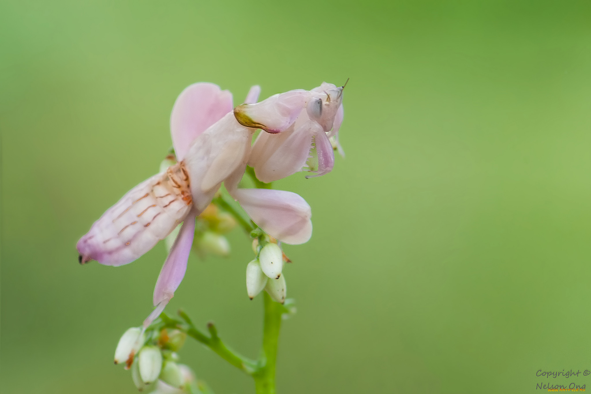 животные, богомолы, макро, розовый, богомол, фон