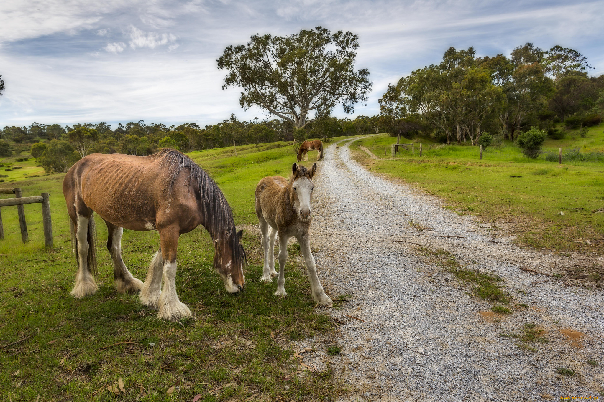 животные, лошади, лошадки