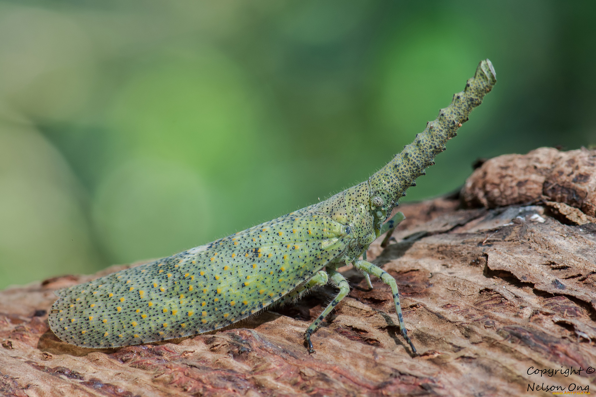 животные, бабочки, , мотыльки, , моли, фон, мотылёк, макро