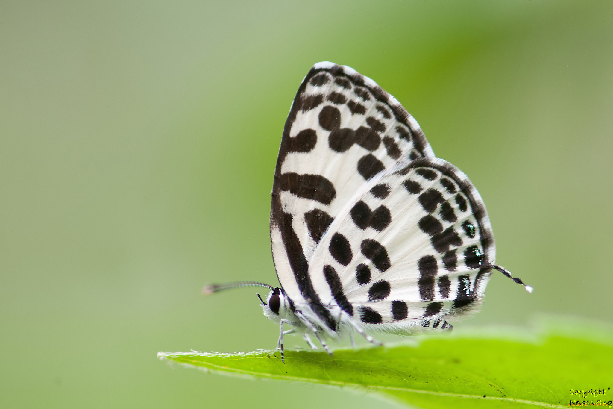 животные, бабочки, , мотыльки, , моли, усики, крылья, бабочка, макро, фон