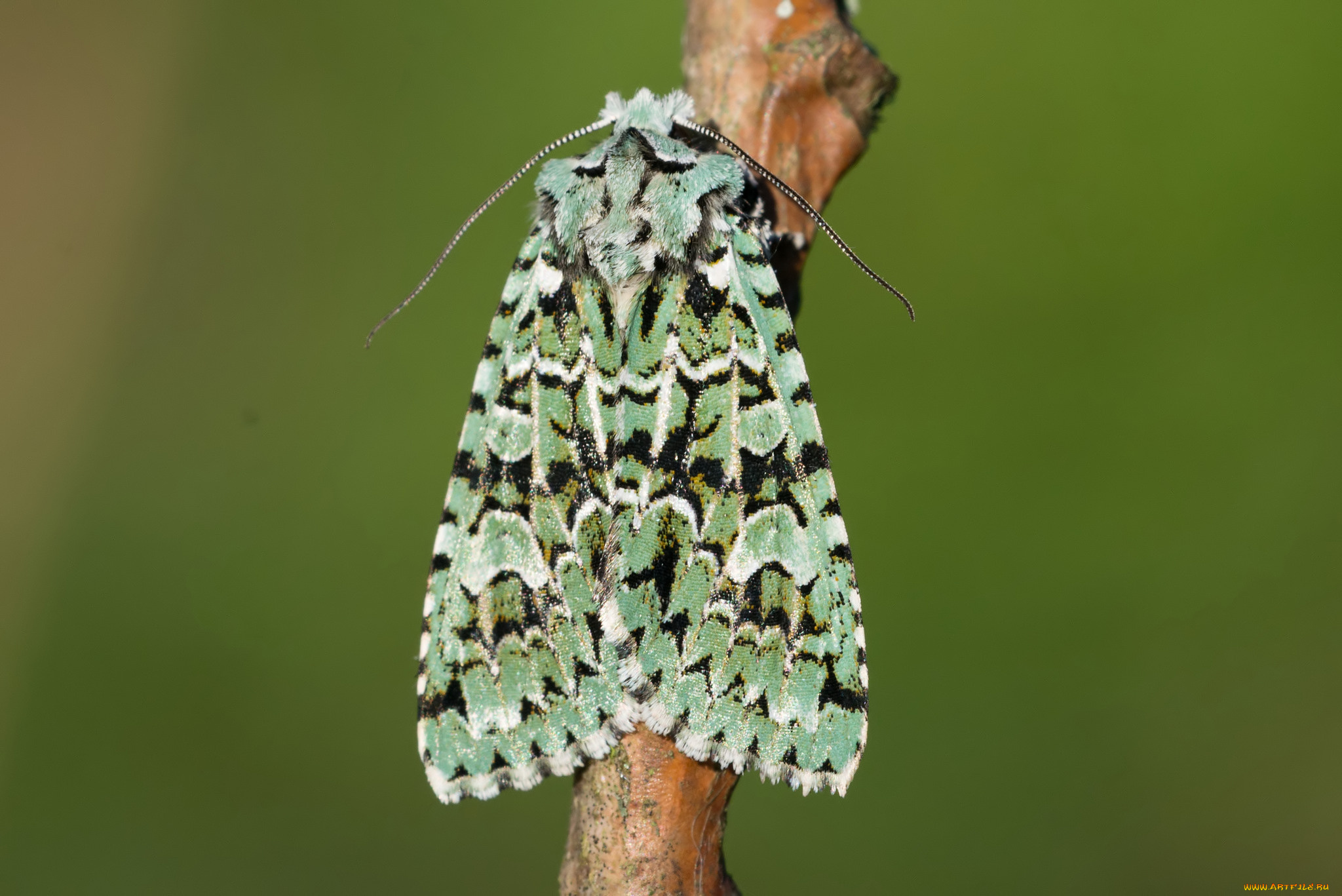 животные, бабочки, , мотыльки, , моли, макро, фон, моль