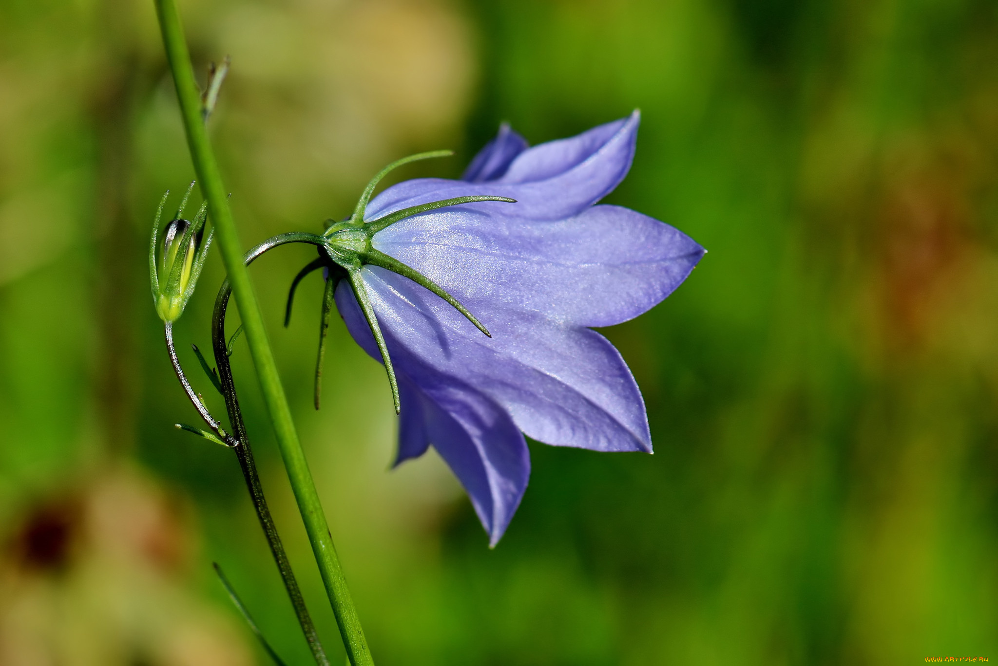 цветы, колокольчики, колокольчик