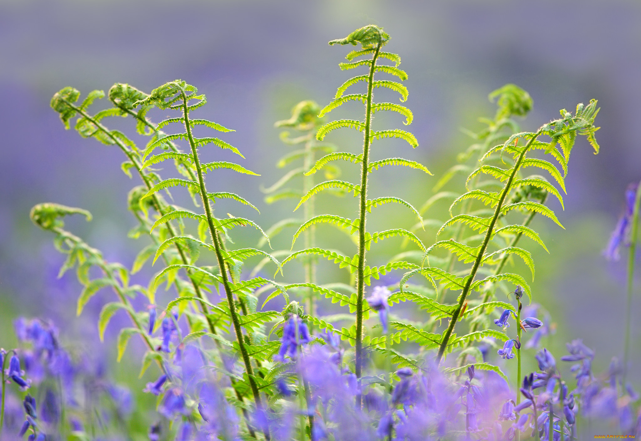 природа, листья, папоротник