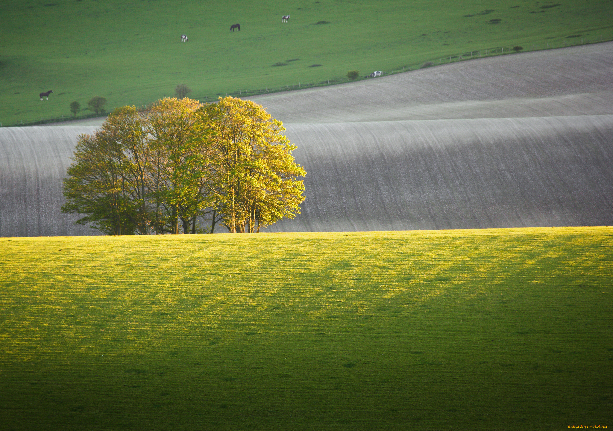 природа, деревья, поля