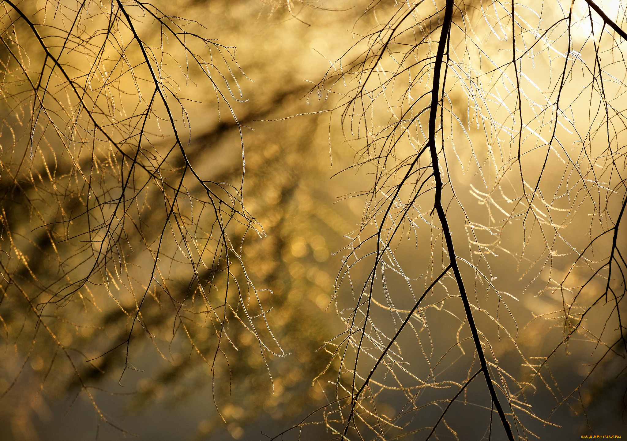 природа, деревья, веточки, фон, боке