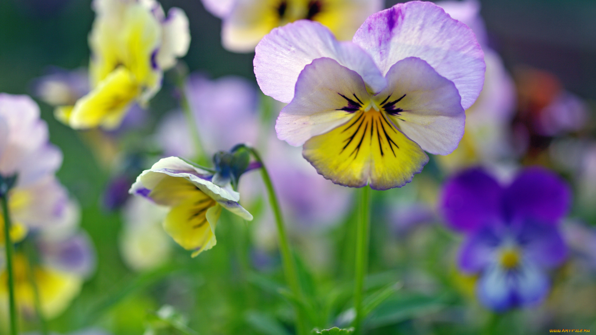 цветы, анютины, глазки, , садовые, фиалки, анютины, глазки, флора, фиалки, красота, растения, многолетники, макро, лето, июнь, двулетники, дача, виола, ассоциации, природа