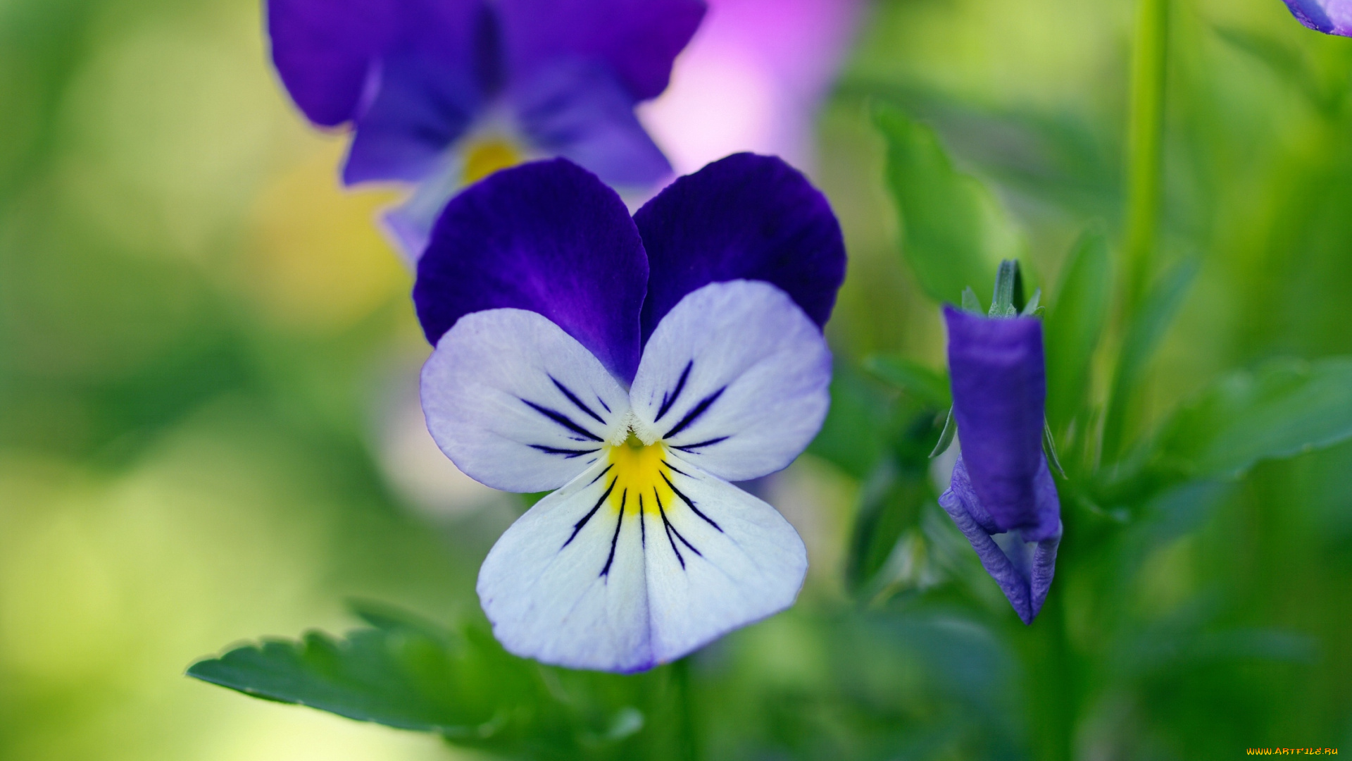 цветы, анютины, глазки, , садовые, фиалки, анютины, глазки, виола, дача, двулетники, красота, макро, многолетники, осень, природа, растения, сентябрь, фиалки, флора, цветок