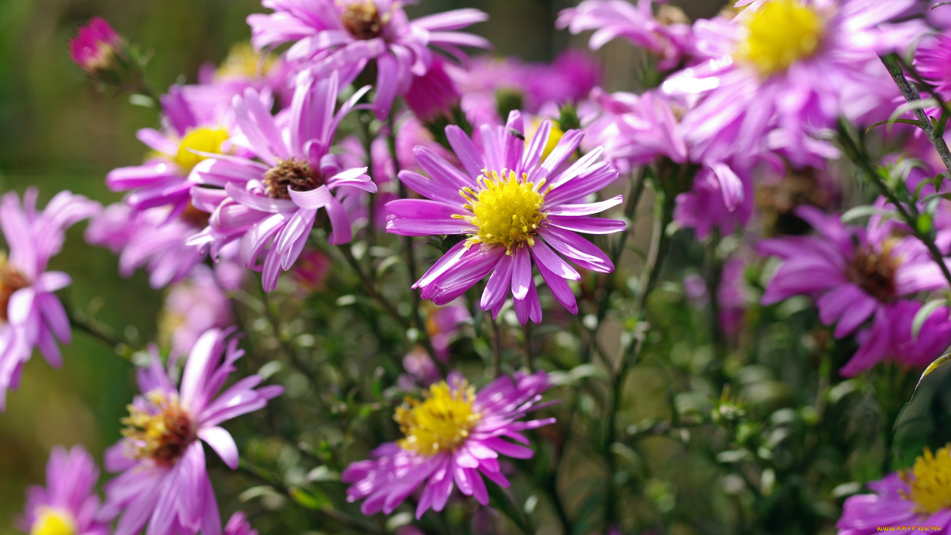 цветы, астры, астра, многолетняя, дача, октябрь, осень, природа, растения, сиреневый, цвет, флора