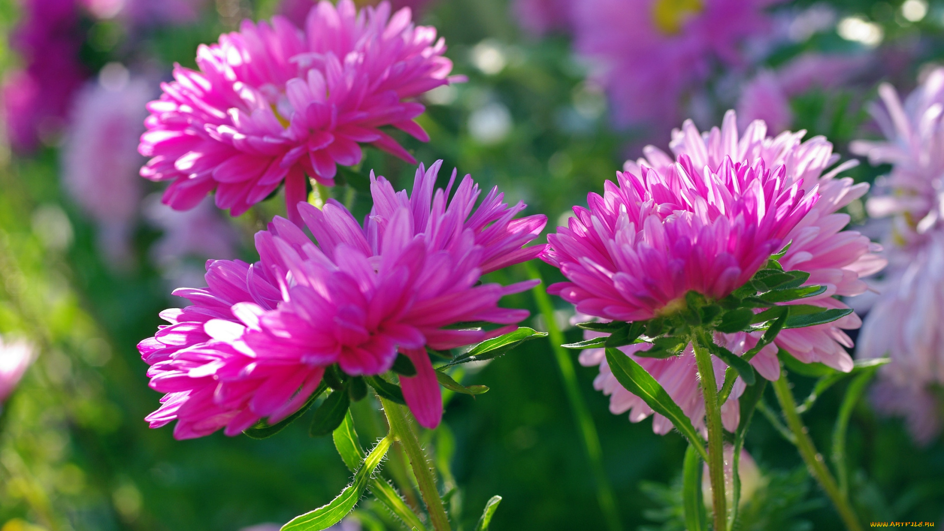 цветы, астры, дача, красота, однолетники, осень, природа, растения, розовый, цвет, флора