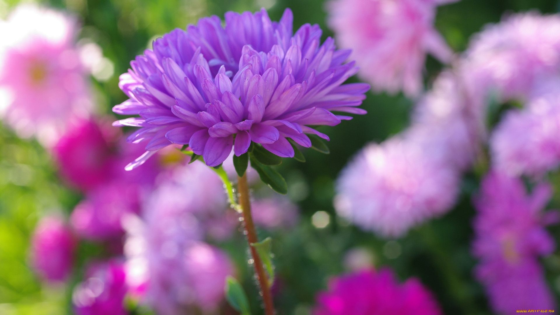 цветы, астры, дача, красота, однолетники, осень, природа, растения, сентябрь, сиреневый, цвет, флора