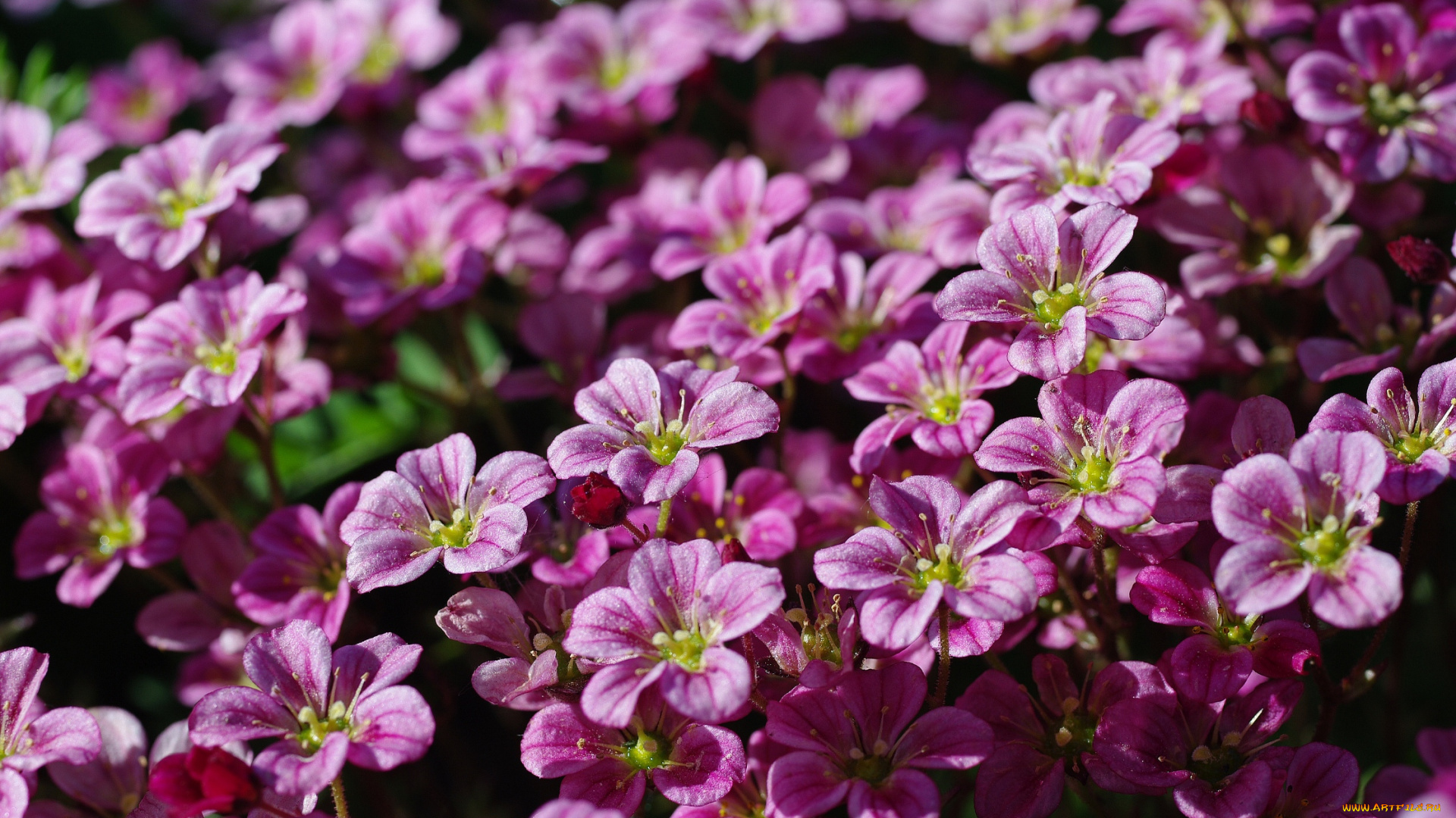 цветы, дача, камнеломка, красота, май, множество, нежность, природа, растения, розовый, цвет, весна, флора, цветущий, мох