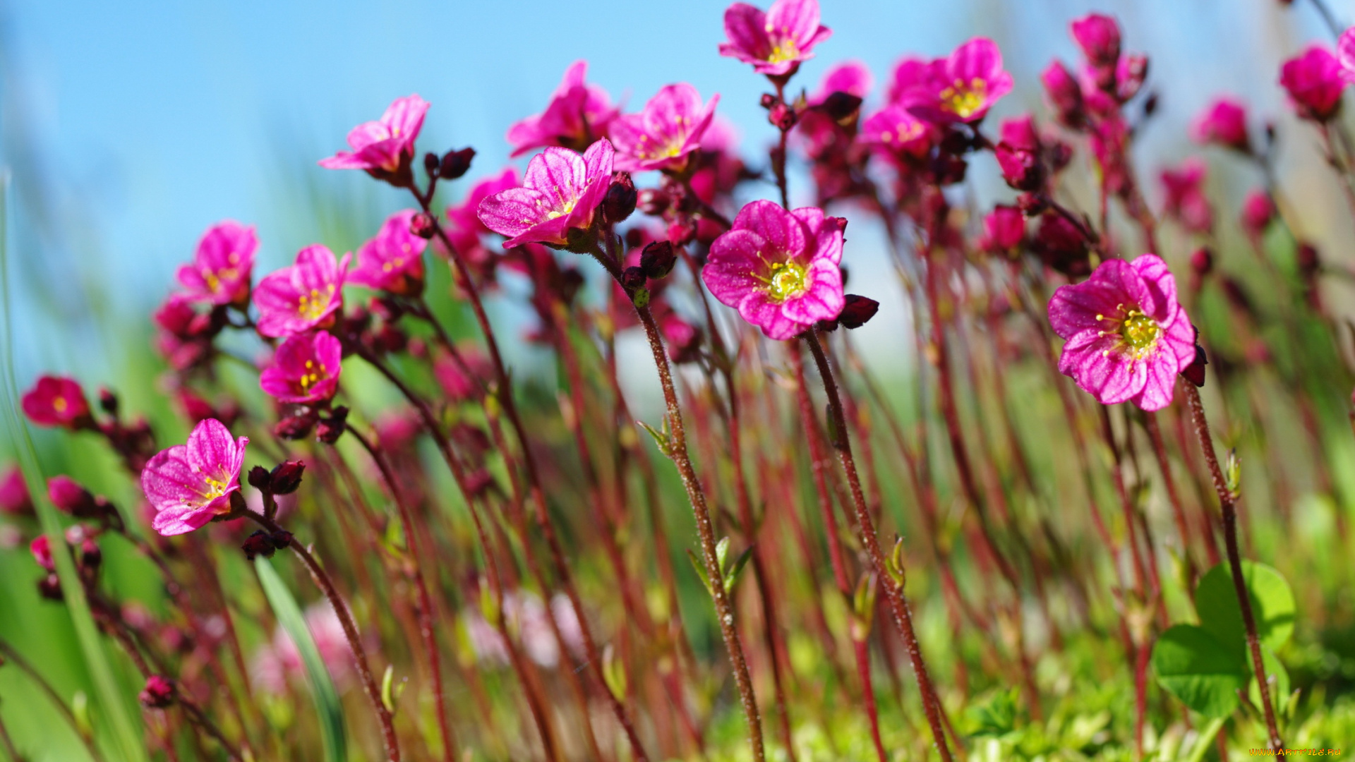 цветы, камнеломка, растения, природа, небо, множество, май, красота, дача, весна, цветущий, мох, флора, розовый, цвет