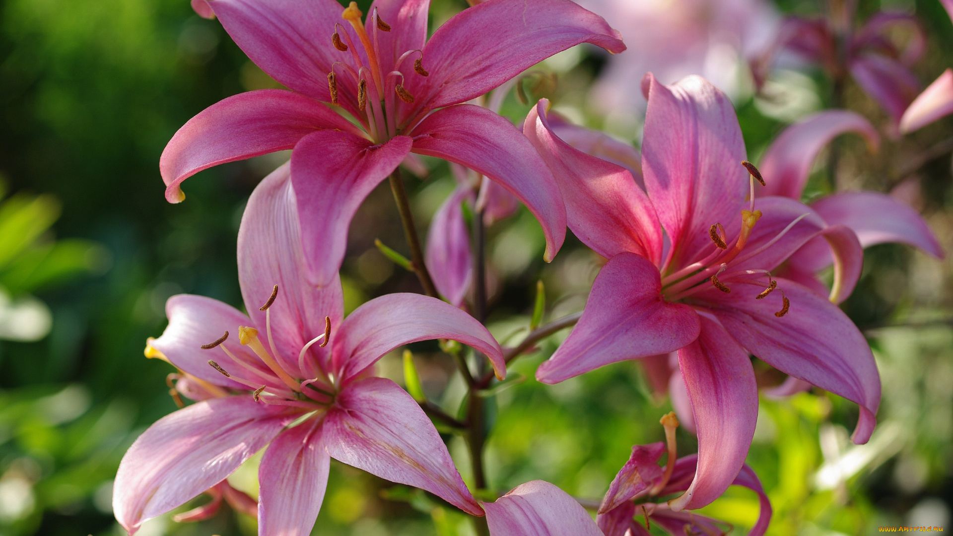 цветы, лилии, , лилейники, дача, июль, красота, лето, луковичные, пестики, природа, растения, розовый, цвет, тычинки, флора