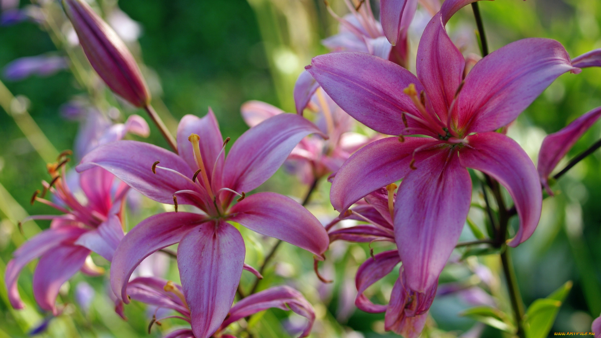 цветы, лилии, , лилейники, флора, растения, природа, тычинки, лето, красота, июль, пестики, дача, розовый, цвет, луковичные