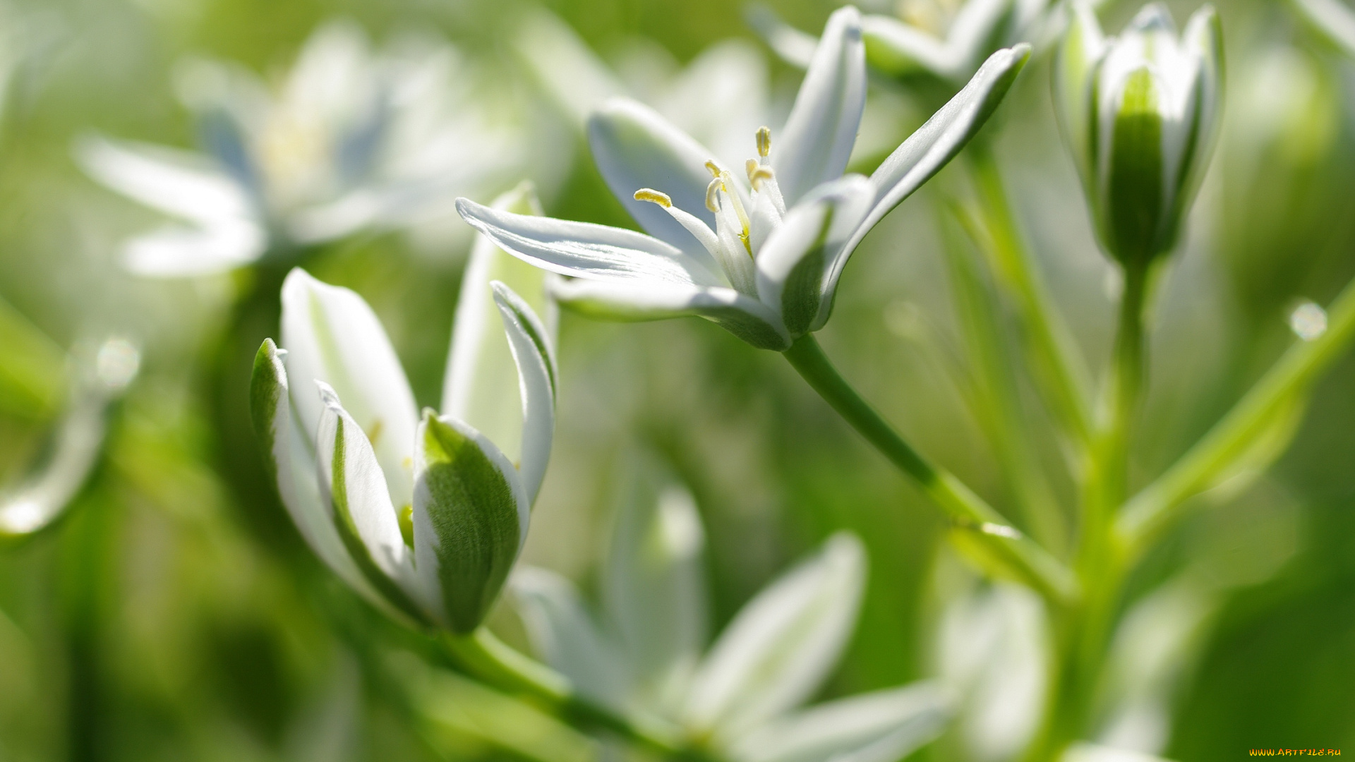 цветы, нежность, флора, тычинки, белый, цвет, луковичные, красота, дача, весна, белоснежность, лилейные, многолетники, макро, растения, птицемлечник, пробуждение, пестики, природа, май
