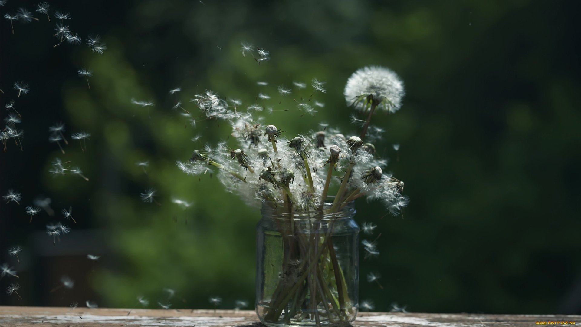 цветы, одуванчики, банка, фон