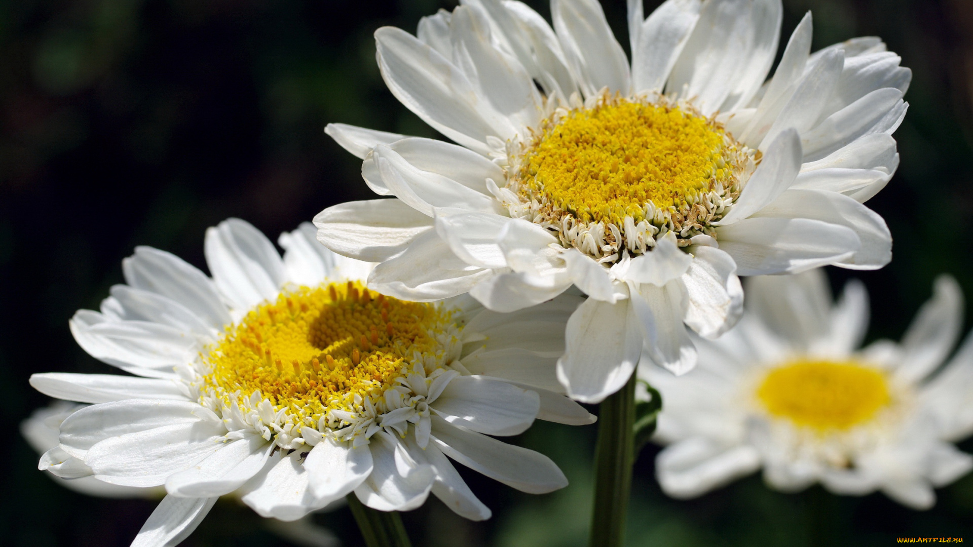цветы, ромашки, позитив, нежность, макро, лето, флора, красота, дача, растения, природа, белый, цвет, белоснежность