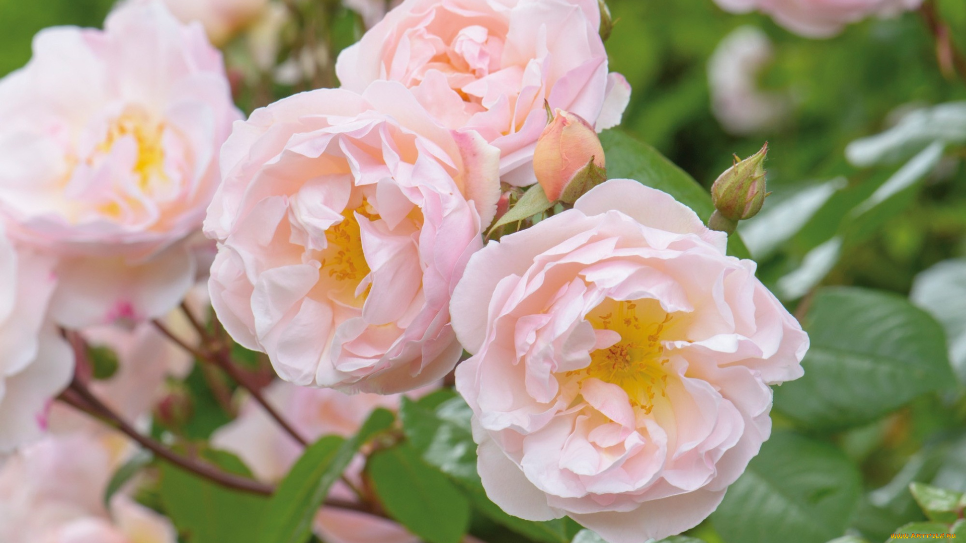 цветы, розы, красота, бутоны