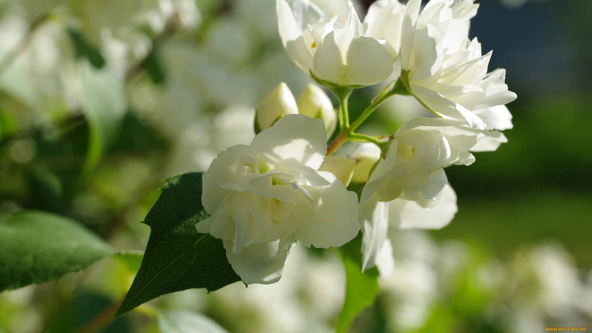 цветы, жасмин, декоративные, кустарники, белый, цвет, дача, белоснежность, флора, цветение, природа, нежность, лето, красота