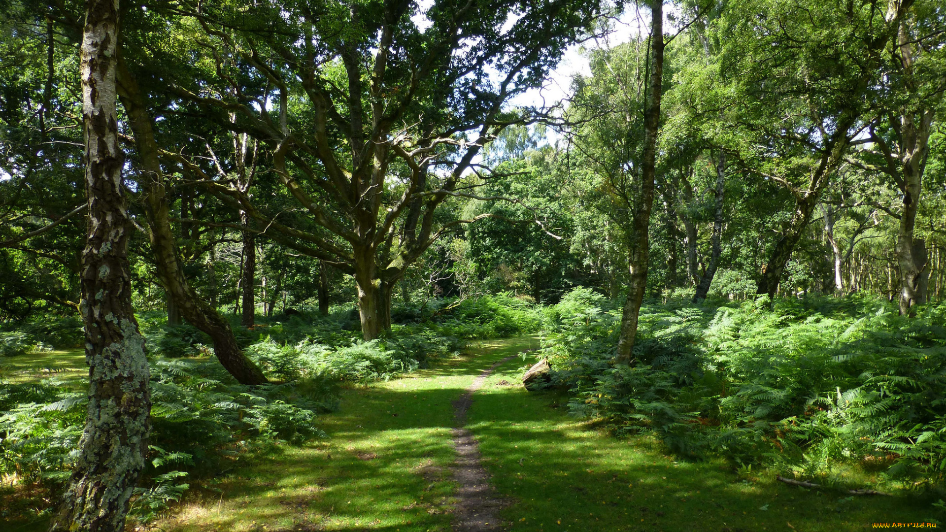 природа, дороги, простор