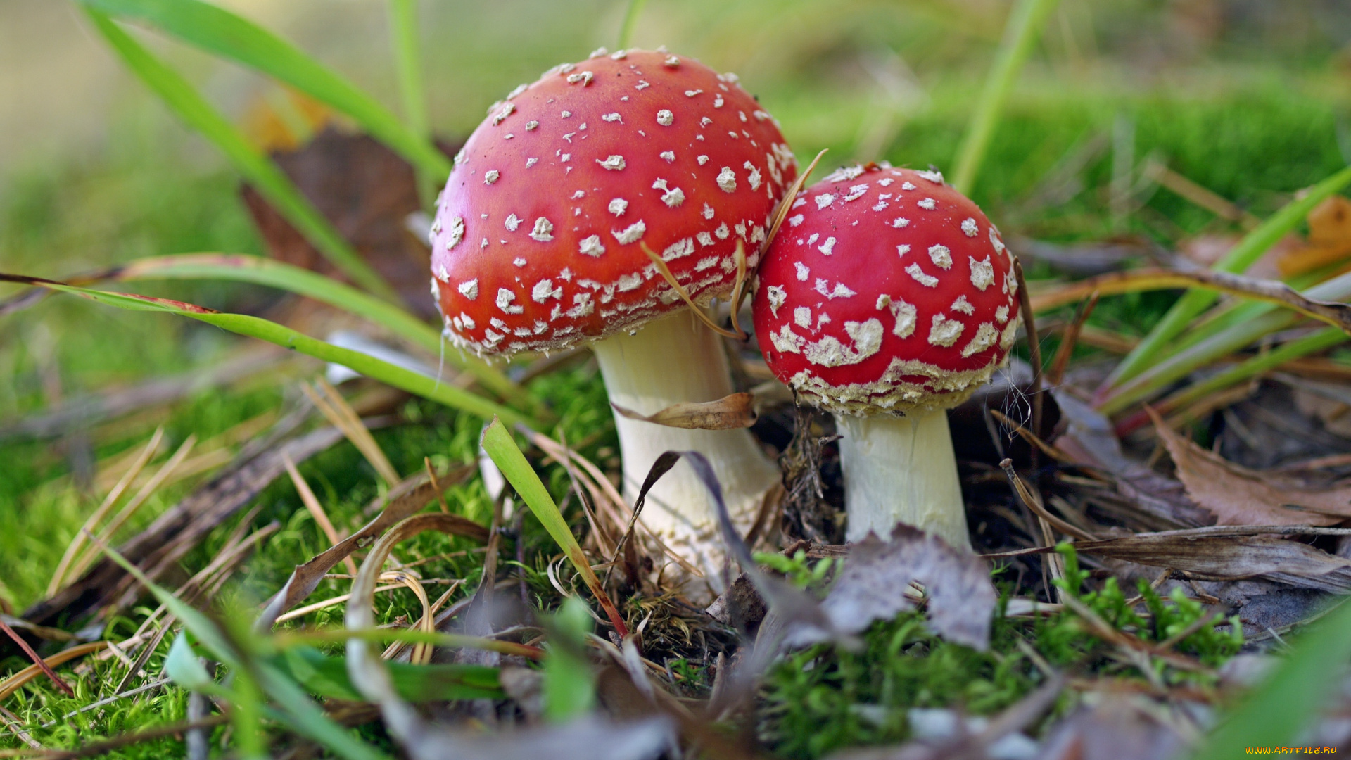 природа, грибы, , мухомор, лес, макро, мухомор, мухоморы, несъедобные, осень, пара, прогулка, растения, сентябрь