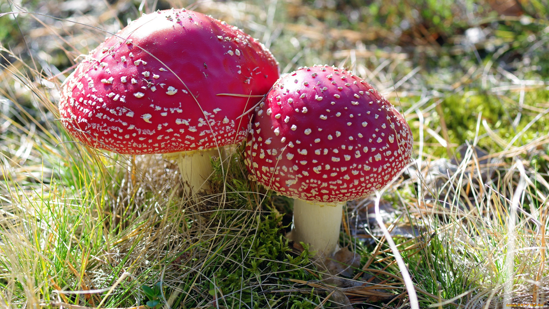 природа, грибы, , мухомор, лес, макро, мухомор, мухоморы, несъедобные, осень, пара, прогулка, растения, сентябрь