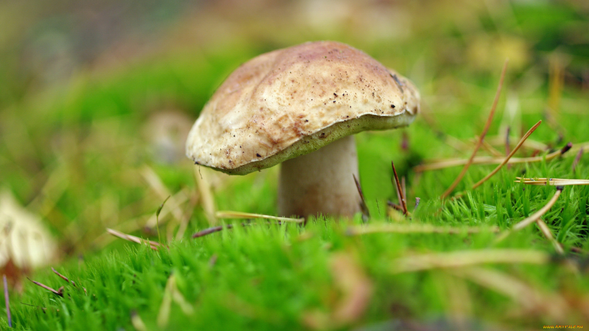 природа, грибы, белый, гриб, лес, мох, осень, прогулка, растения, сентябрь, съедобные, трофеи