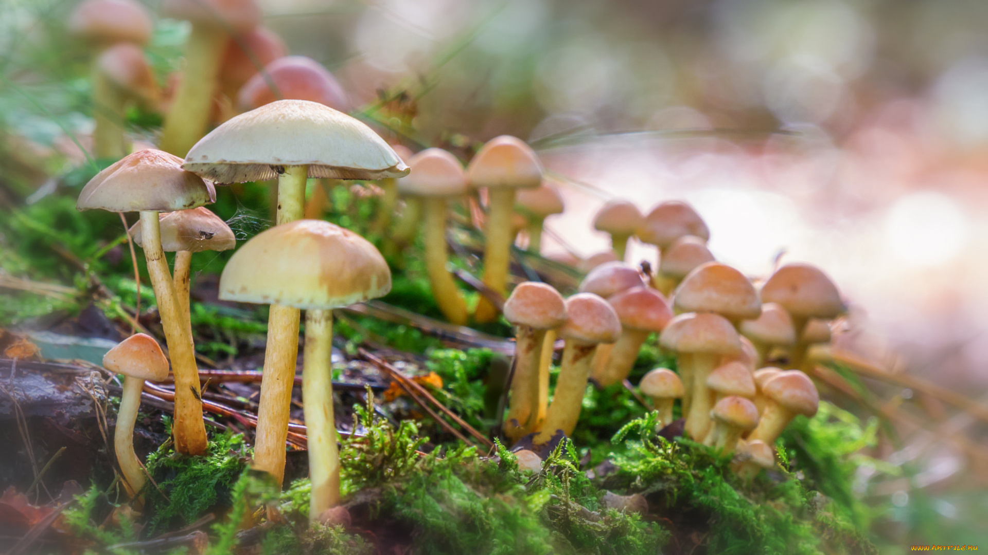 природа, грибы, гриб, лес, мох