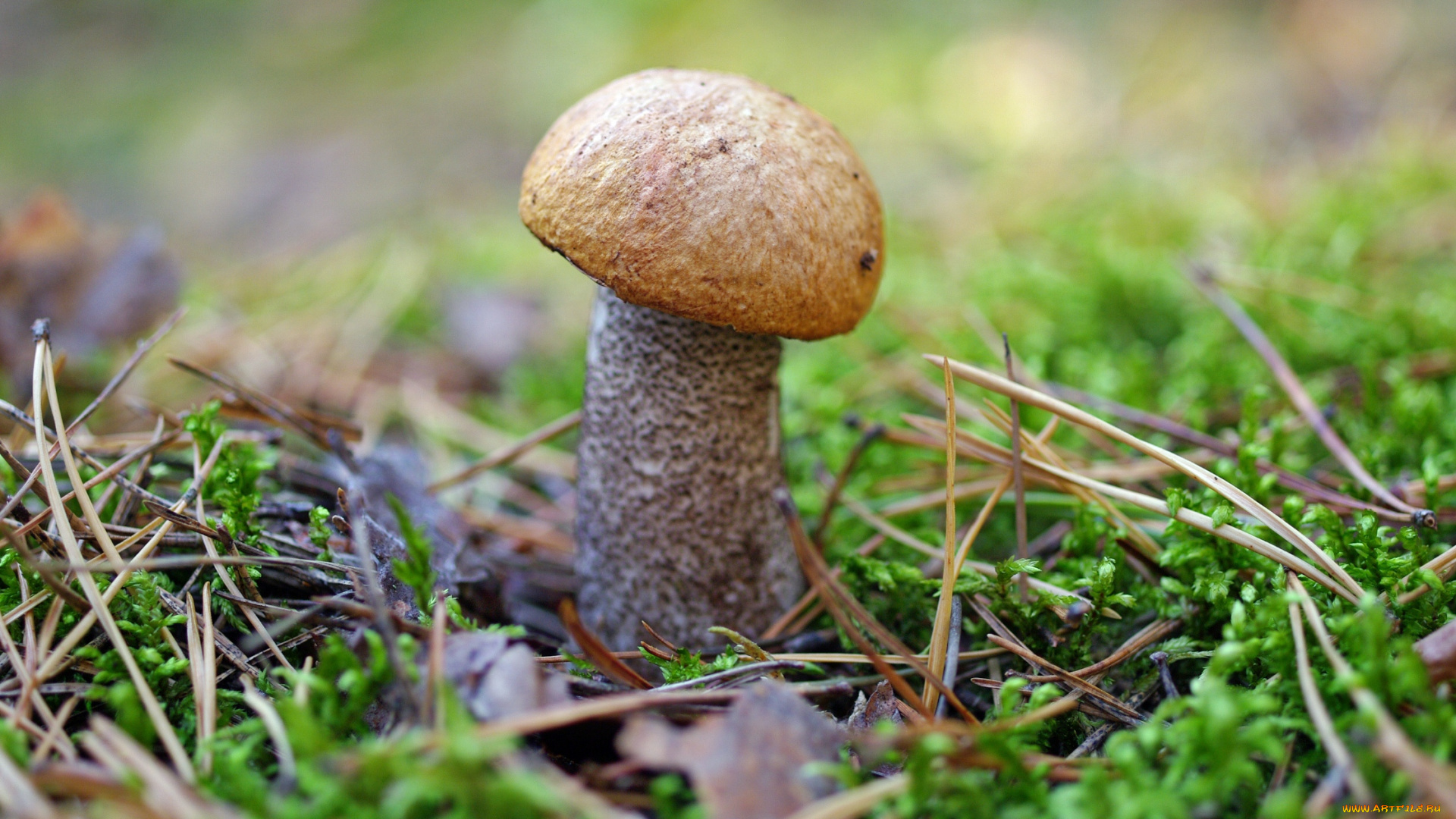 природа, грибы, лес, макро, мох, осень, подосиновик, прогулка, растения, сентябрь, съедобные, трофеи
