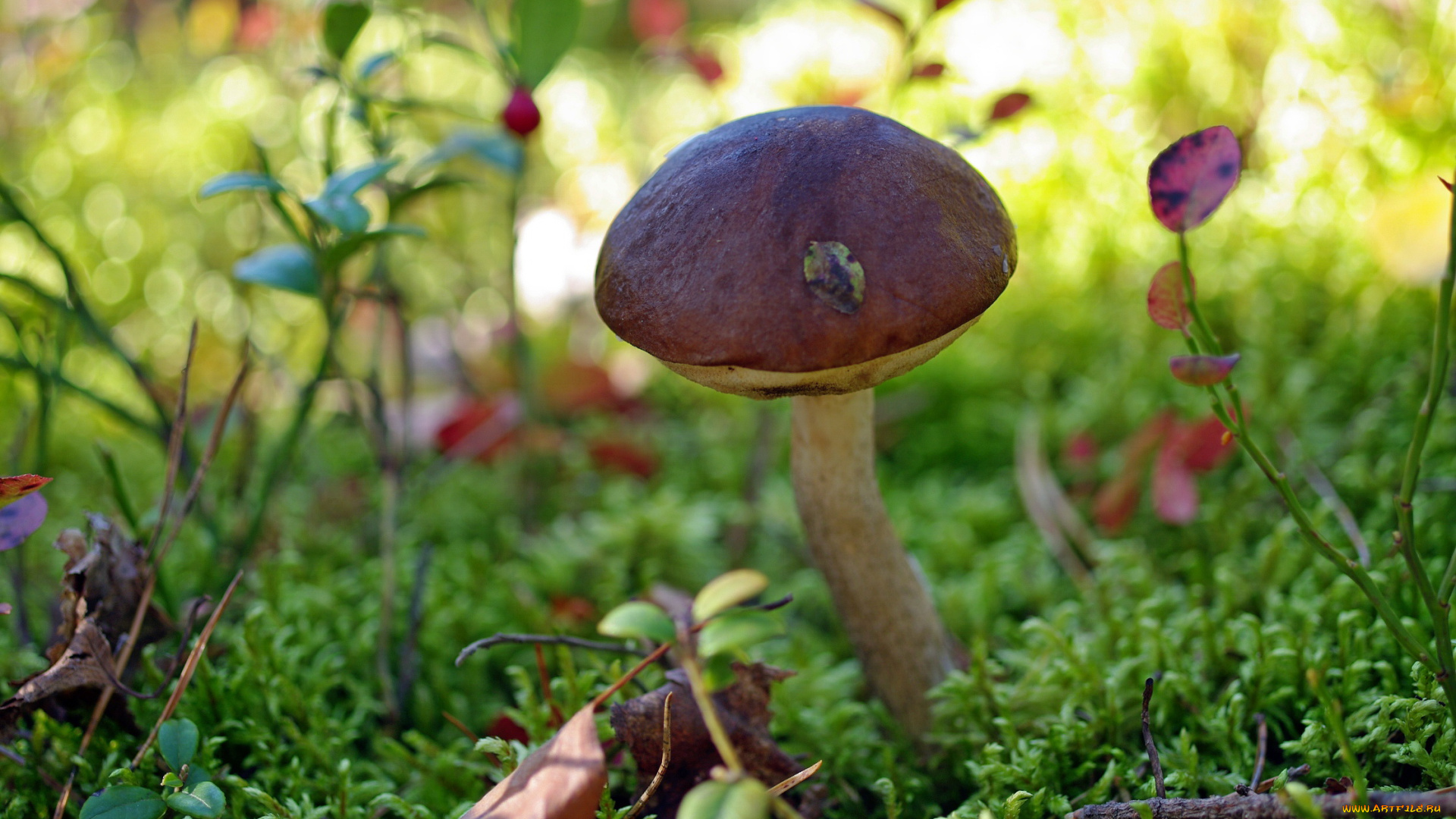 природа, грибы, лес, осень, подберёзовик, прогулка, растения, сентябрь, съедобные, трава, трофеи