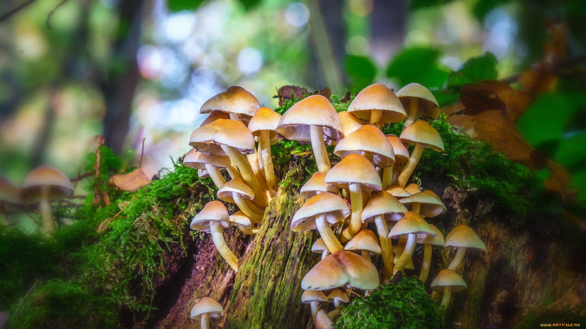 природа, грибы, мох, лес, гриб