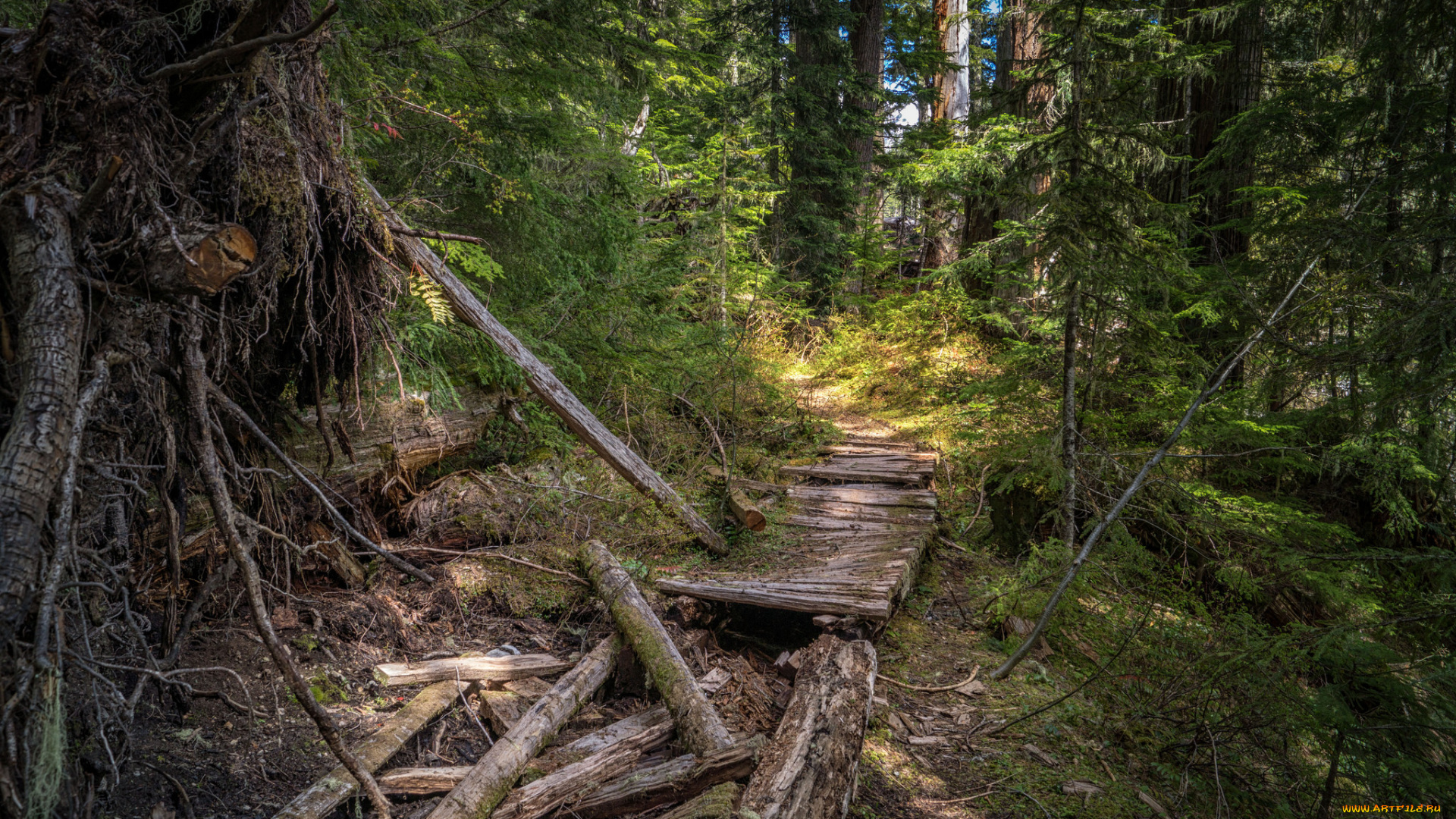 природа, лес, простор