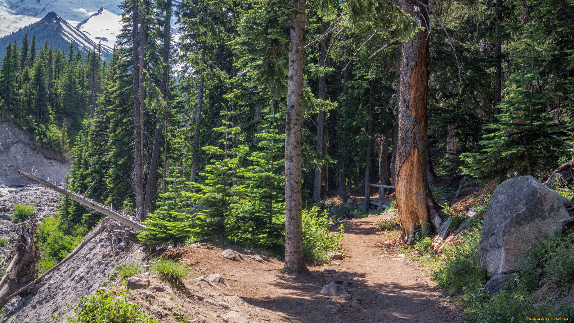 природа, лес, простор