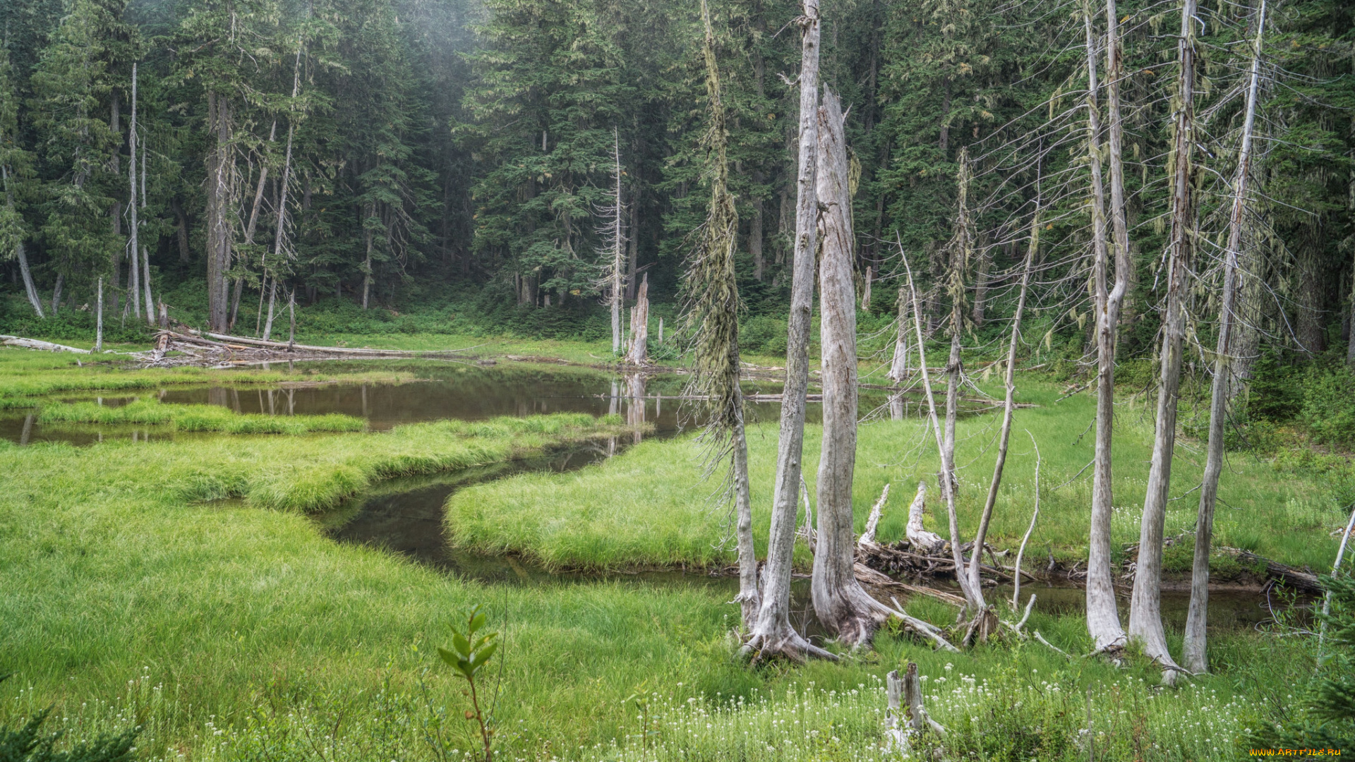 природа, лес, простор