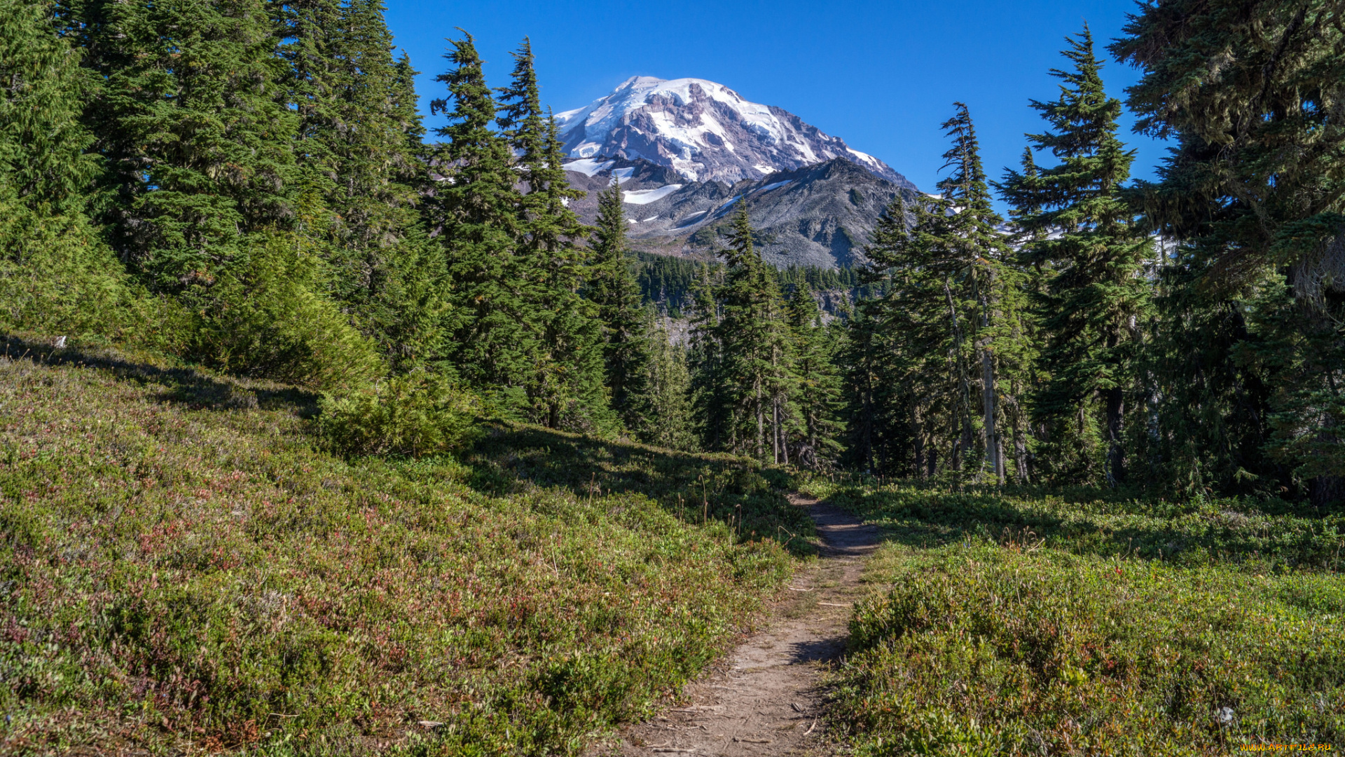 природа, лес, простор