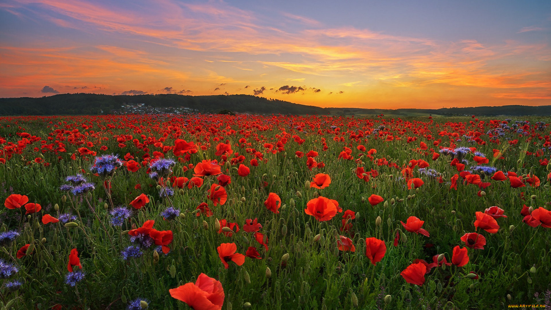 природа, луга, простор