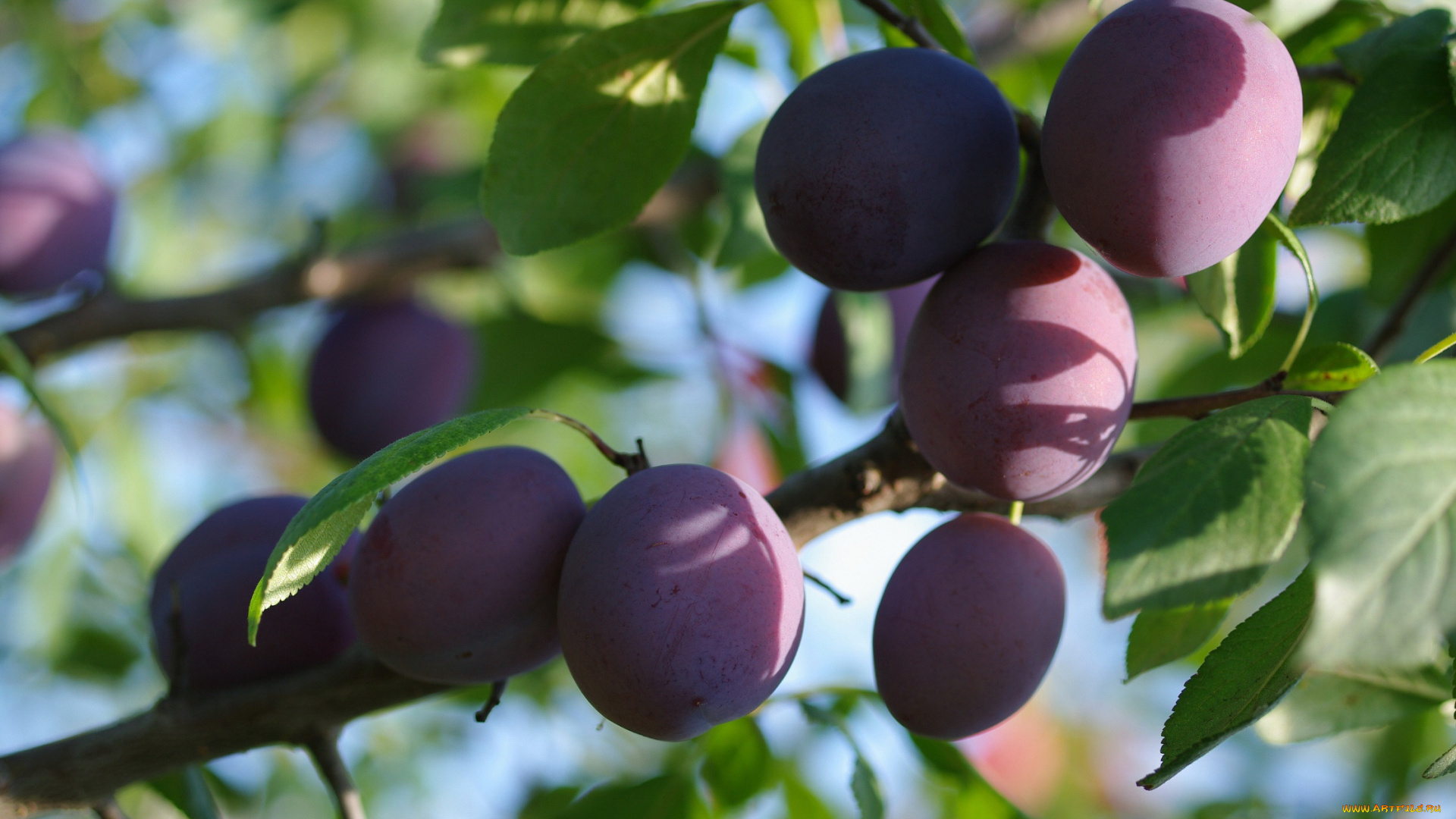 природа, плоды, август, ветка, дача, лето, слива, урожай, ягоды