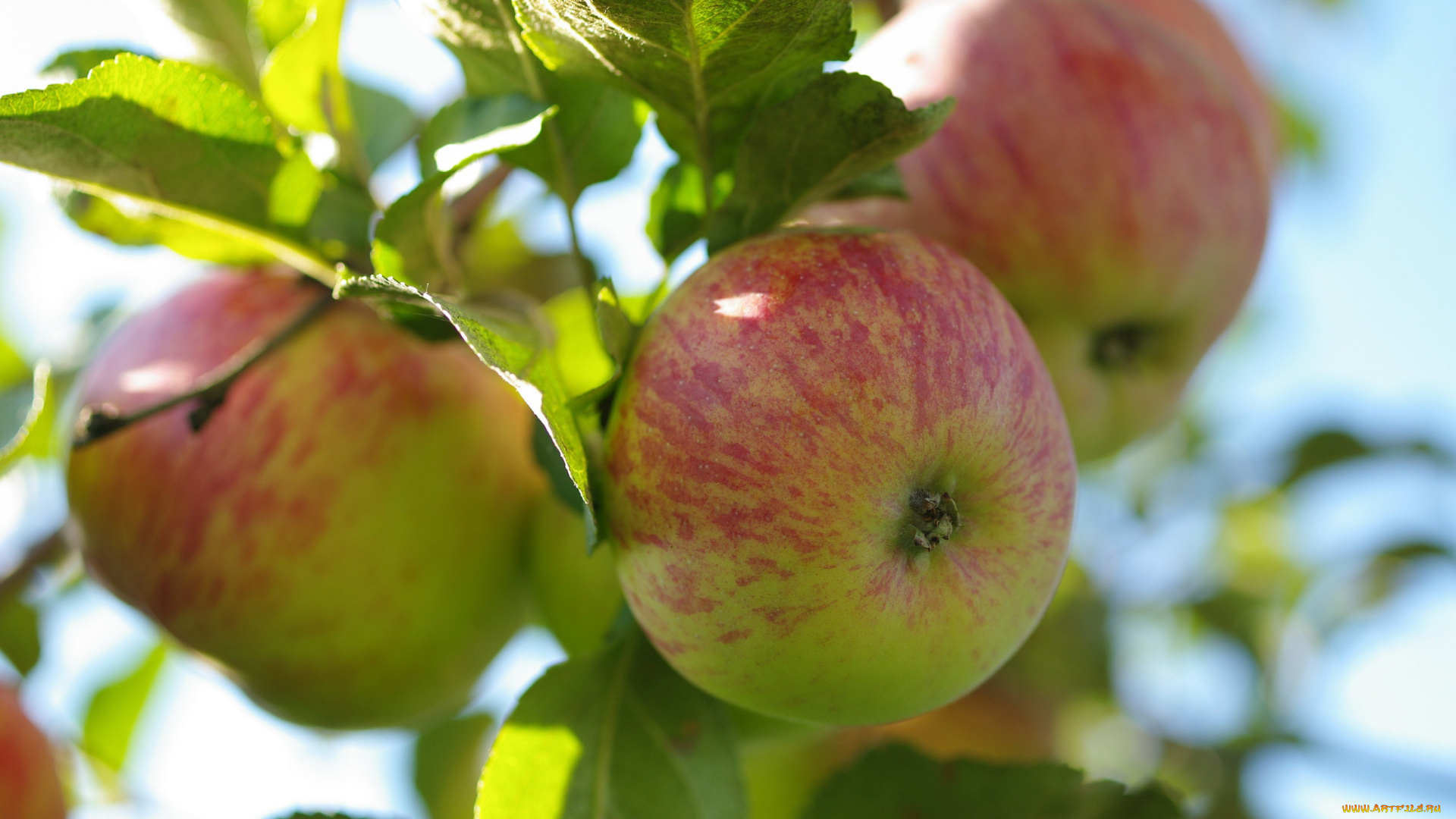 природа, плоды, дача, красота, небо, сад, урожай, фрукты, яблоки
